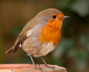 Robin perched on pot