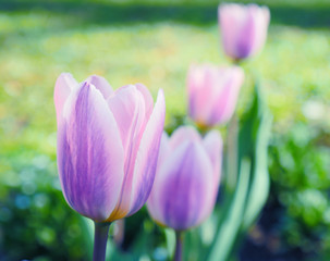 Closeup of beautiful  pink spring tulips flowers on green flowerbed in city park