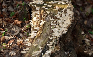 tronc coupé couvert de champignons