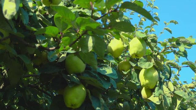 Ripe juicy pears on a tree in the garden during the summer sunny day
