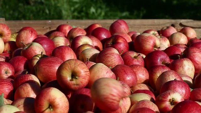 cagette de pommes 