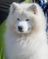 Portrait of  Samoyed