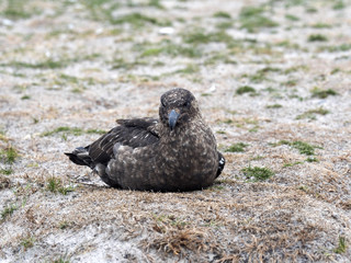 Brown skua, Stercorarius antarcticus is intrusive predator Falklands / Malvinas