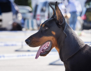 Portrait of doberman