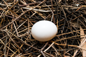 Eggs in nest close up