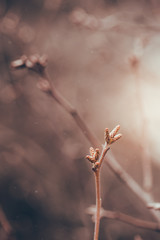 Tree Branches Against Blurred Brown Fall Background