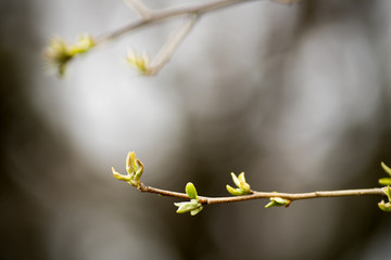 New Spring Leaves & Buds Growing from Tree Branches