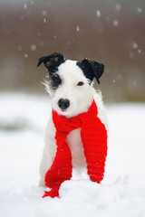 Light broken Jack Russell Terrier dog wearing a red scarf around its neck and staying outdoors on a snow in winter forest