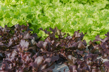 Closeup Hydroponic Plantation in the farm of agriculture.