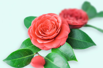 Camellia flowers close-up on a light background. Selective focus.