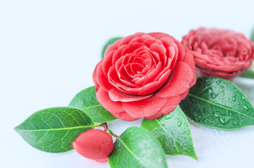 Camellia flowers close-up on a light background. Selective focus.