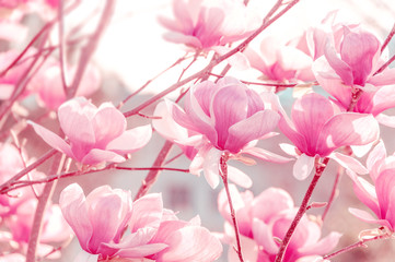 Spring background with pink beautiful magnolias.  Blooming magnolia tree in the spring. Selective focus.