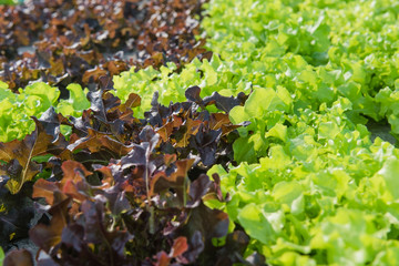 Closeup Hydroponic Plantation in the farm of agriculture.