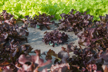 Closeup Hydroponic Plantation in the farm of agriculture.