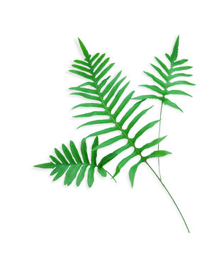Fern branches isolated on white background. flat lay, top view.