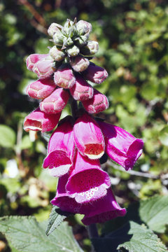 Foxglove flower