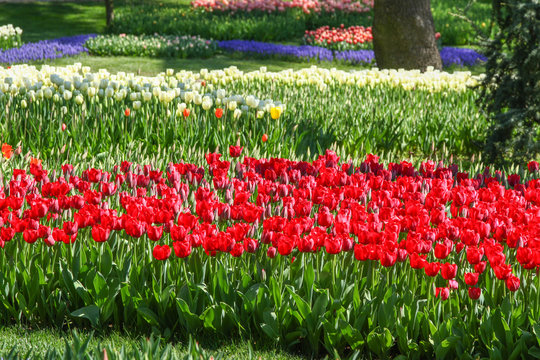 A view of a tulip garden