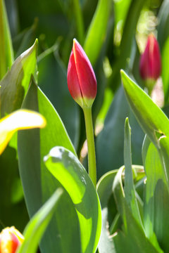 Red tulip bud