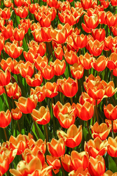 Orange tulips in tulip garden
