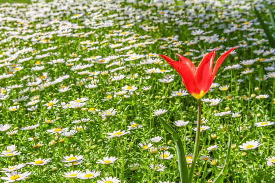 A red tulip in daisy field
