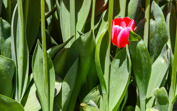 Red tulip stack in green leafs