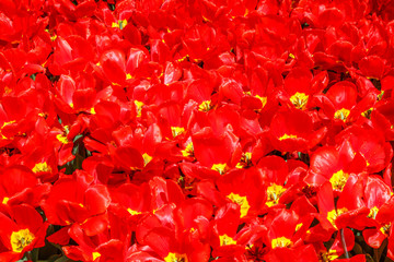Red and shiny tulip under the sun