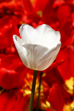 White tulip in red tulip field