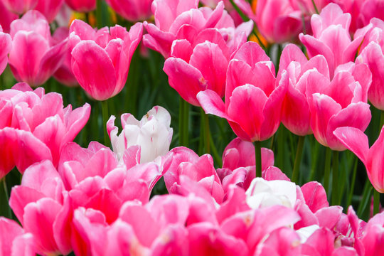 pink tulips in a garden