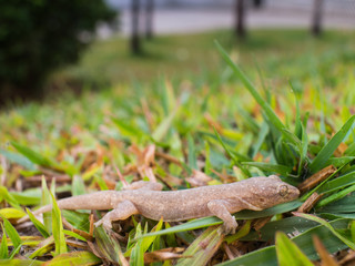 A House Lizard Walking