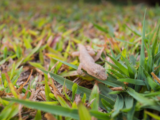 Fototapeta premium A House Lizard Walking