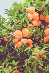 Ripe and fresh oranges. Orange garden. Vintage Retro Filter