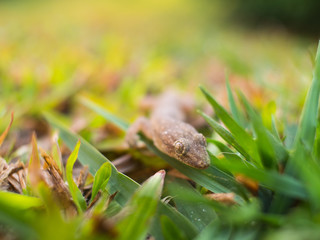 A House Lizard Walking