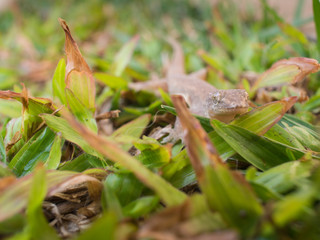 Head of A House Lizard Walking