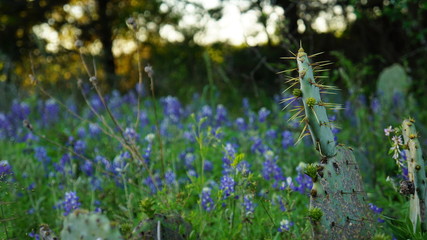 Cactus and Bluebonnets
