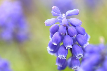 ムスカリの花