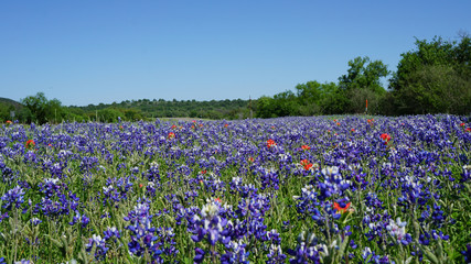 Texas Bluebonnets and Indian Paintbrushes