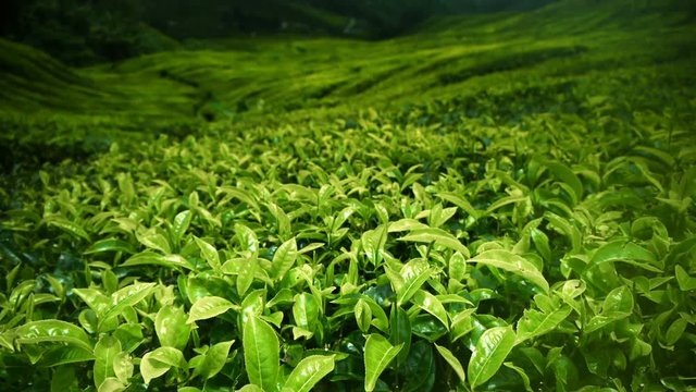 Tea plantation Cameron highlands, Malaysia