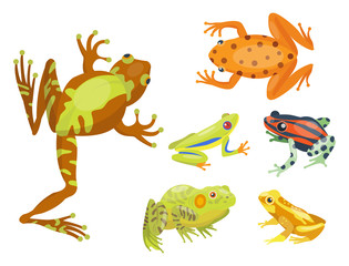 Obraz premium Frog cartoon tropical animal cartoon nature icon funny and isolated mascot character wild funny forest toad amphibian vector illustration.