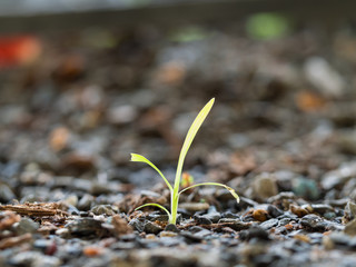 The Grass to Survive in The Arid