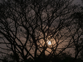 Obraz premium Shadow Big Tree Behind The Sun Shine