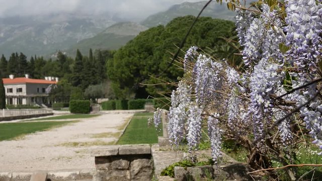 Flowering tree wisteria in Montenegro, the Adriatic and the Balkans.