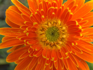 Yellow Orange Gerbera Flower Blooming