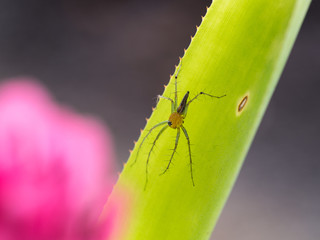 Yellow Spider Perched on a Plant