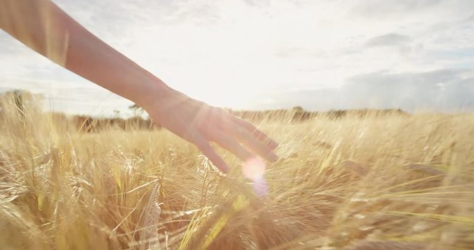 Close-up of woman's hand running through organic wheat field, steadicam shot. Slow motion. Girl's hand touching wheat ears closeup. Sun lens flare. Sustainable harvest concept.