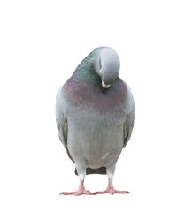 funny acting of beautiful speed racing pigeon bird isolate white background