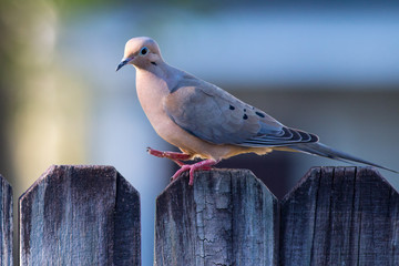Mourning Dove walking on a fence. - 142860788
