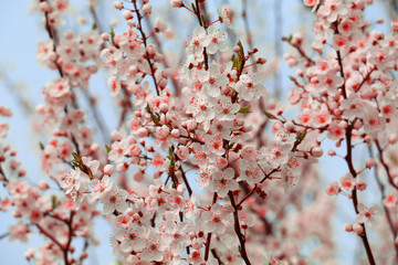 Spring flowers of cherry blossom