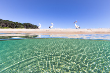 Pelicans rest on the sandy beach above a vibrant, turquoise sea in this beautiful sun drenched seascape.