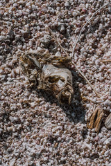 Dead fish head skeleton at Salton Sea California