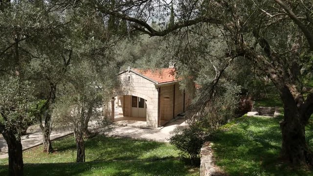 House in an olive grove. House with red tiled roof.